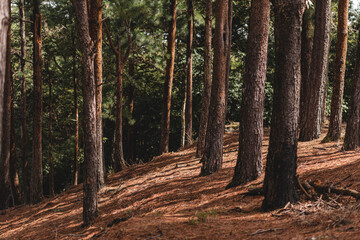 hermoso bosque lleno de arboles de pino
