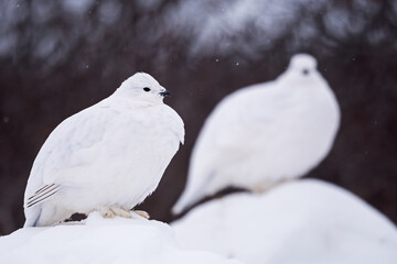 Duo de lagopèdes des saules