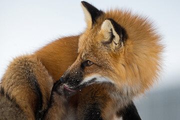 Renard roux se lichant la patte