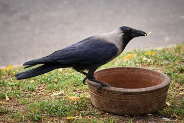 Close-up of a bird eating from the food prepared for it. Feeding birds in India is considered good...