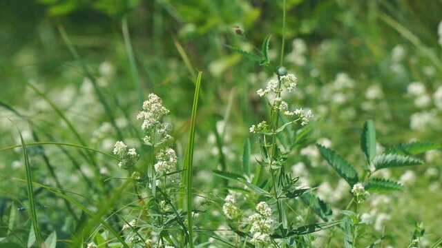 The small white flowers of the bedstraw or Galium in the meadow are swayed by a light breeze. Camera zooming in