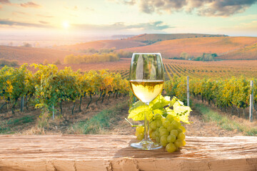 Fototapeta premium vineyard with ripe grapes in countryside at sunset