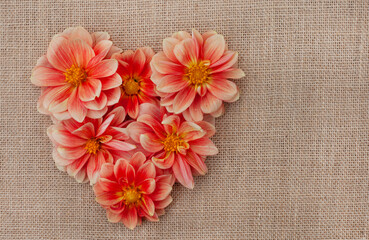 orange dahlia flowers in heart shape on rustic burlap surface