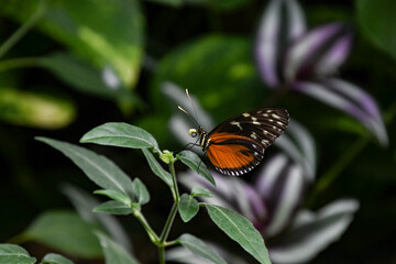 Fototapeta na wymiar heliconius becale tropical butterfly in nature, white spotted orange butterfly