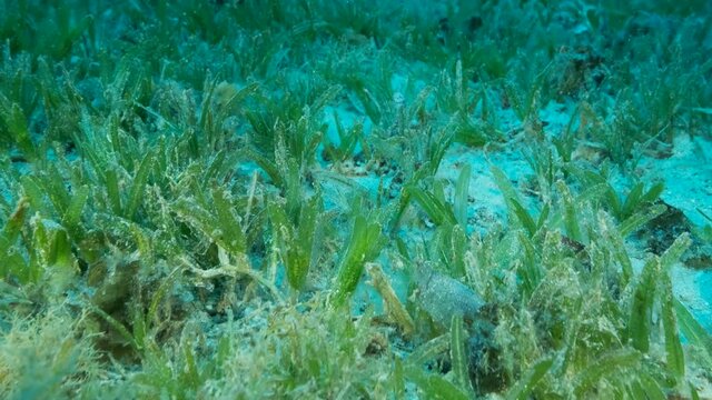 Camera moving forwards above seabed covered with green seagrass. Close-up. Underwater landscape with Halophila seagrass. 4K-60fps 