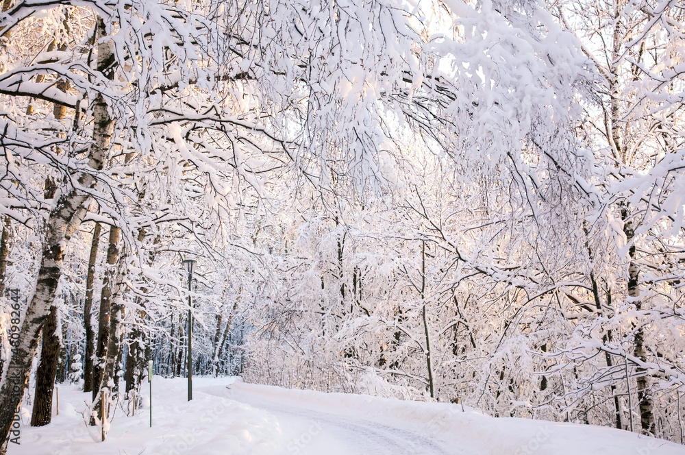 Poster walking path with sloped snow-covered trees in the rays of the winter sun