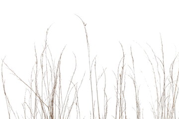  Dry, yellow grass isolated on white background and texture, clipping path