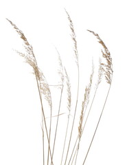 Dry yellow common bulrush reeds isolated on white background and texture, clipping path