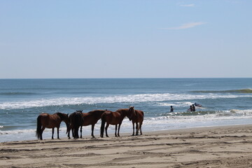 Fototapeta na wymiar horses on beach