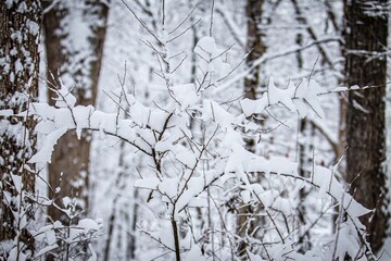 snow covered trees