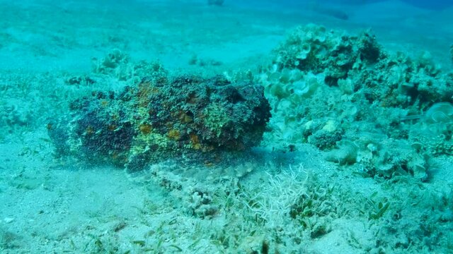 Close-up portrait of the Stonefish quickly moves along the sandy bottom covered with green seagrass. Reef Stonefish (Synanceia verrucosa). 4K-60fps