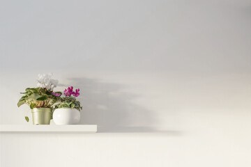 cyclamen in flowerpot on wooden shelf on background white wall