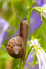 Snail side view close up on garden plants