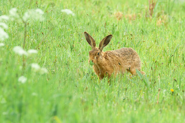 Cute brown hare in field Norfolk