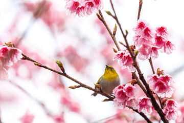 Little bird eats nectar on a cherry blossom tree,Sakura blossom beautiful flowers at Doi Ang Khang , Chiang Mai Thailand Province, Sakura in Thailand