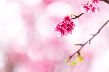 Close up Sakura blossom beautiful flowers at Doi Ang Khang , Chiang Mai Thailand Province, Sakura in Thailand