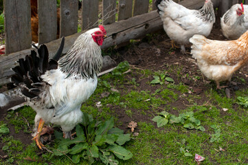 Domestic chickens in the fresh air. Rural circumstances.