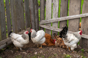Domestic chickens in the fresh air. Rural circumstances.