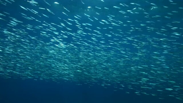 A large shoal of Blue sprat, Delicate round herring or blueback sprat (Spratelloides delicatulus). Massive school of small fish swims in the blue water in sunrays. 4K-60fps