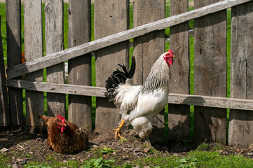 Domestic chickens in the fresh air. Rural circumstances.
