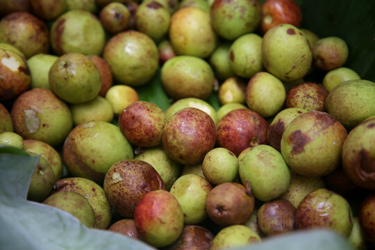 conde, bahia, brazil - january 8, 2022: Mangaba fruit - Hancornia speciosa - on sale at a fair in the city of Conde.