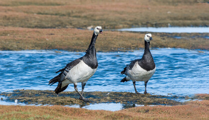 Fototapeta premium Barnacle Geese (Branta leucopsis) at colony in Barents Sea coastal area, Russia
