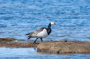 Barnacle Goose (Branta leucopsis) at colony in Barents Sea coastal area, Russia