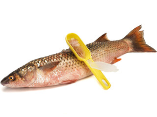 Red-finned mullet isolated on a white background