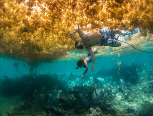 doing snuba in a reef coral with a lot of sargas