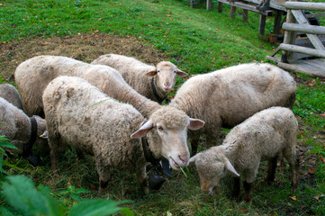 Goats eat hay on a Sunny day behind the fence. Two white house goats with ropes around their necks