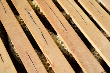 Wildbau im Bienenstock, Honigwaben verlaufen schr&auml;g versetzt gegen die R&auml;hmchen