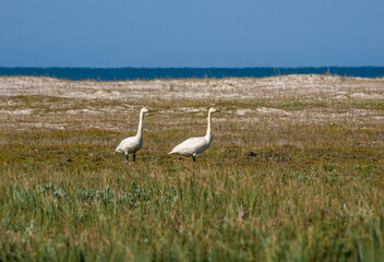 Bewick's Swans (Cygnus bewickii) in Barents Sea coastal area, Russia
