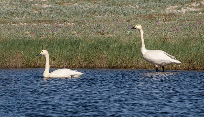 Bewick's Swans (Cygnus bewickii) in Barents Sea coastal area, Russia