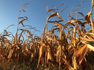 A closeup of ripe corn growing in a field. Ripe, gold colour maize field, with blue sky. Summer still life, corn ears. Dry plant field closeup. 