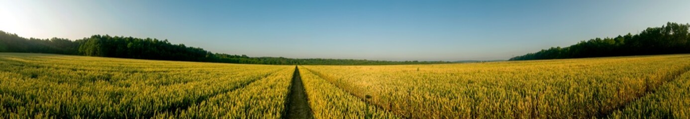 Panorama of wheat field. Sunny day and green trees on the background. © mikhailgrytsiv