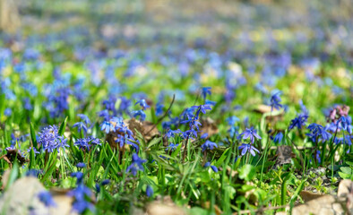 Blooming Siberian Scilla and sunny forest glade in early spring