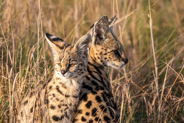 goldiges Servalkind mit Mutter