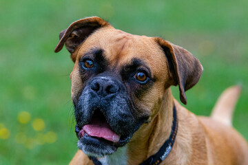 Fototapeta premium Hundeprotrait eines starken Boxer Rüden