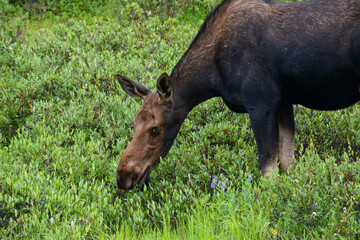 Moose in the Wyoming mountain wilderness eating shrubbery. 