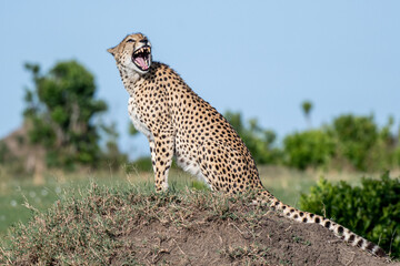 Gepard ruft seine Brüder © renatehenkel