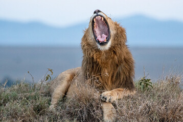 gähnender Löwe