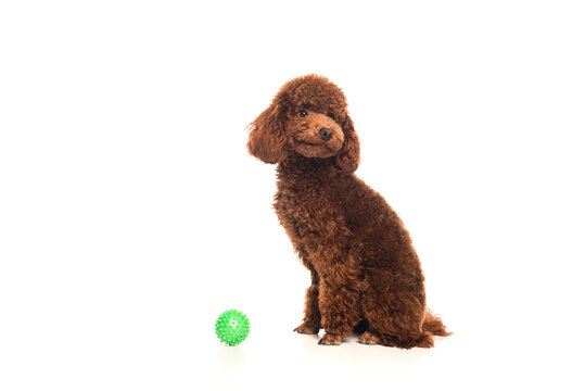 Brown Poodle Sitting Near Rubber Ball Isolated On White.