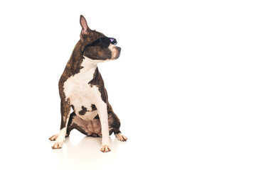 american staffordshire terrier in stylish sunglasses sitting isolated on white.