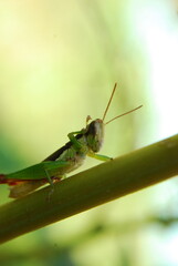 Grasshopper
