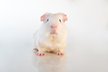 White Guinea pig isolated on a white background. Domestic guinea pig.