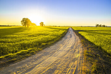 Dirt road through the rice filed at sunset in countryside of Thailand