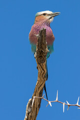 Lilac-breasted Roller in the Kgalagadi