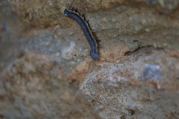 Awesome caterpillar on the rock