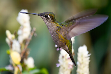 Plakat Female Rivoli's Hummingbird (Eugenes fulgens) flying in front of Justicia betonica flowers