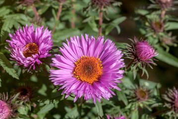 New England Aster (Symphyotrichum novae-angliae) in garden